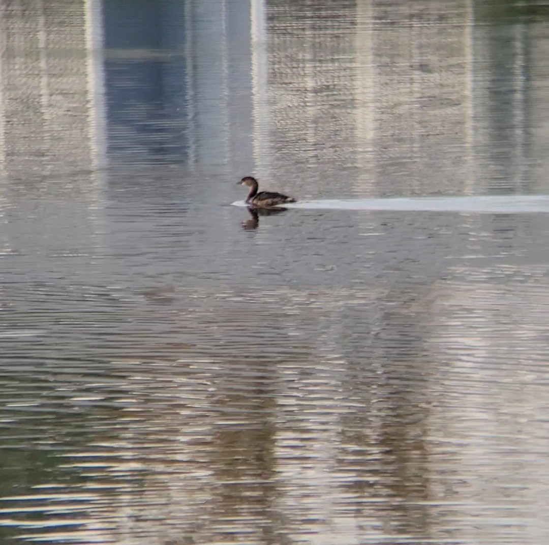 Pied-billed Grebe - ML645861439