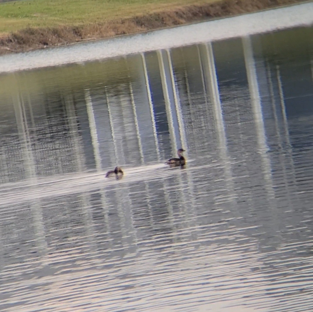 Pied-billed Grebe - ML645861440