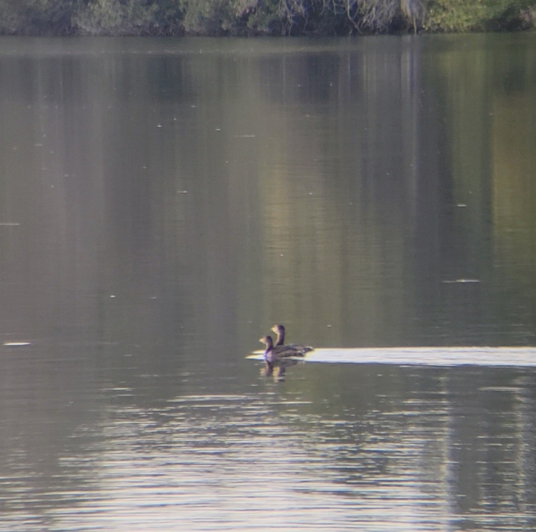 Pied-billed Grebe - ML645861441