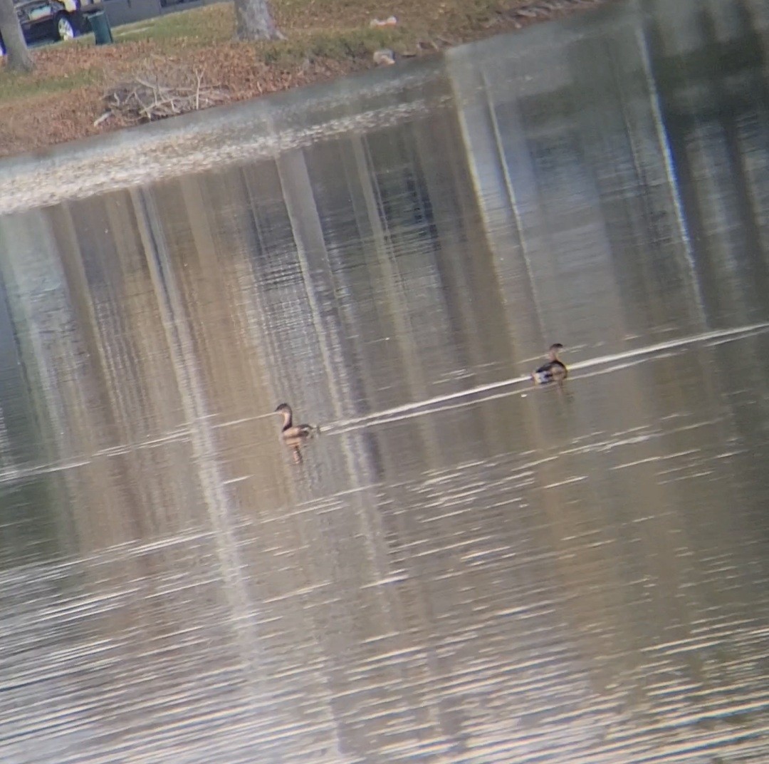 Pied-billed Grebe - ML645861442