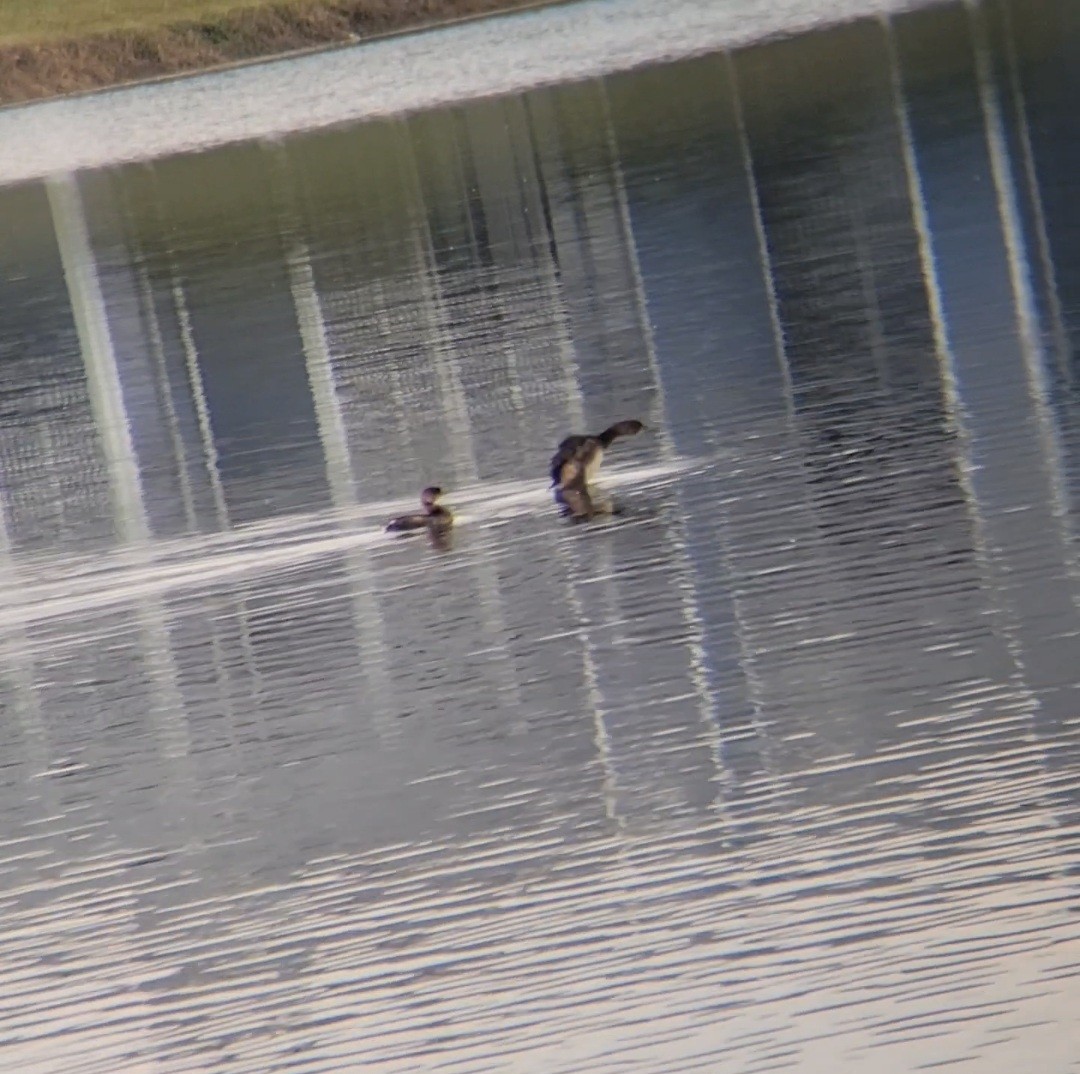 Pied-billed Grebe - ML645861443