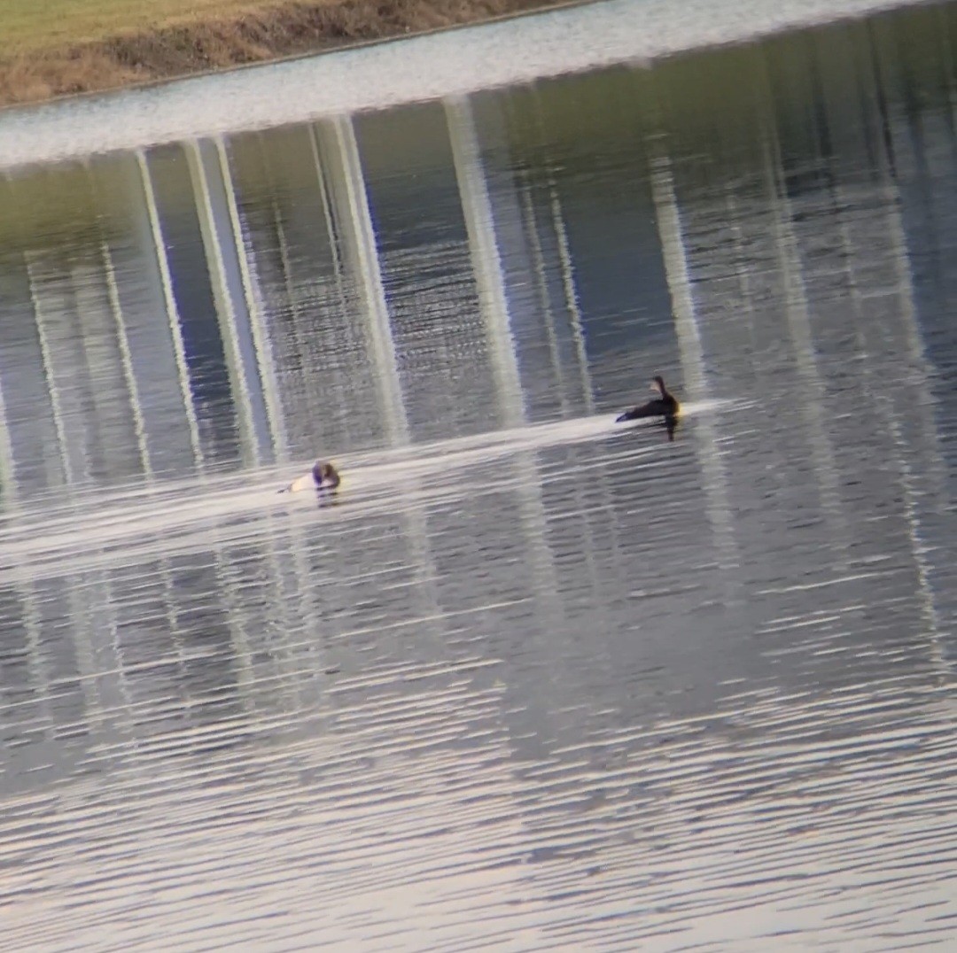 Pied-billed Grebe - ML645861444