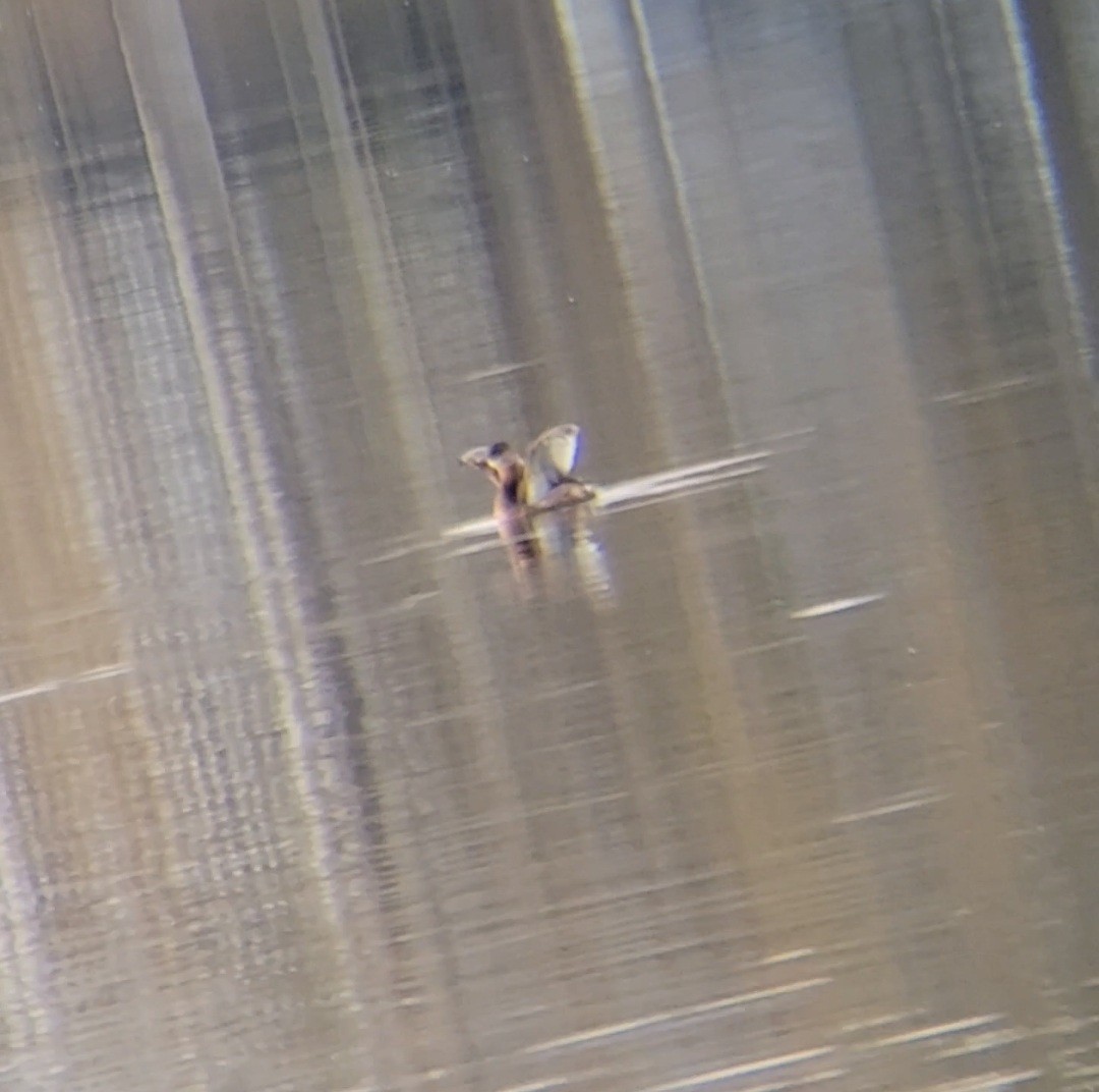 Pied-billed Grebe - ML645861445