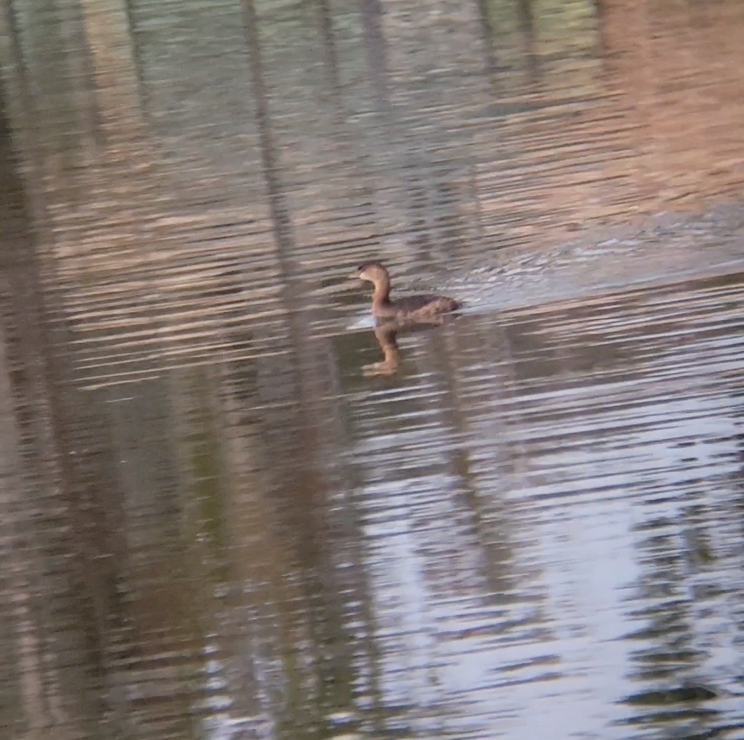 Pied-billed Grebe - ML645861446