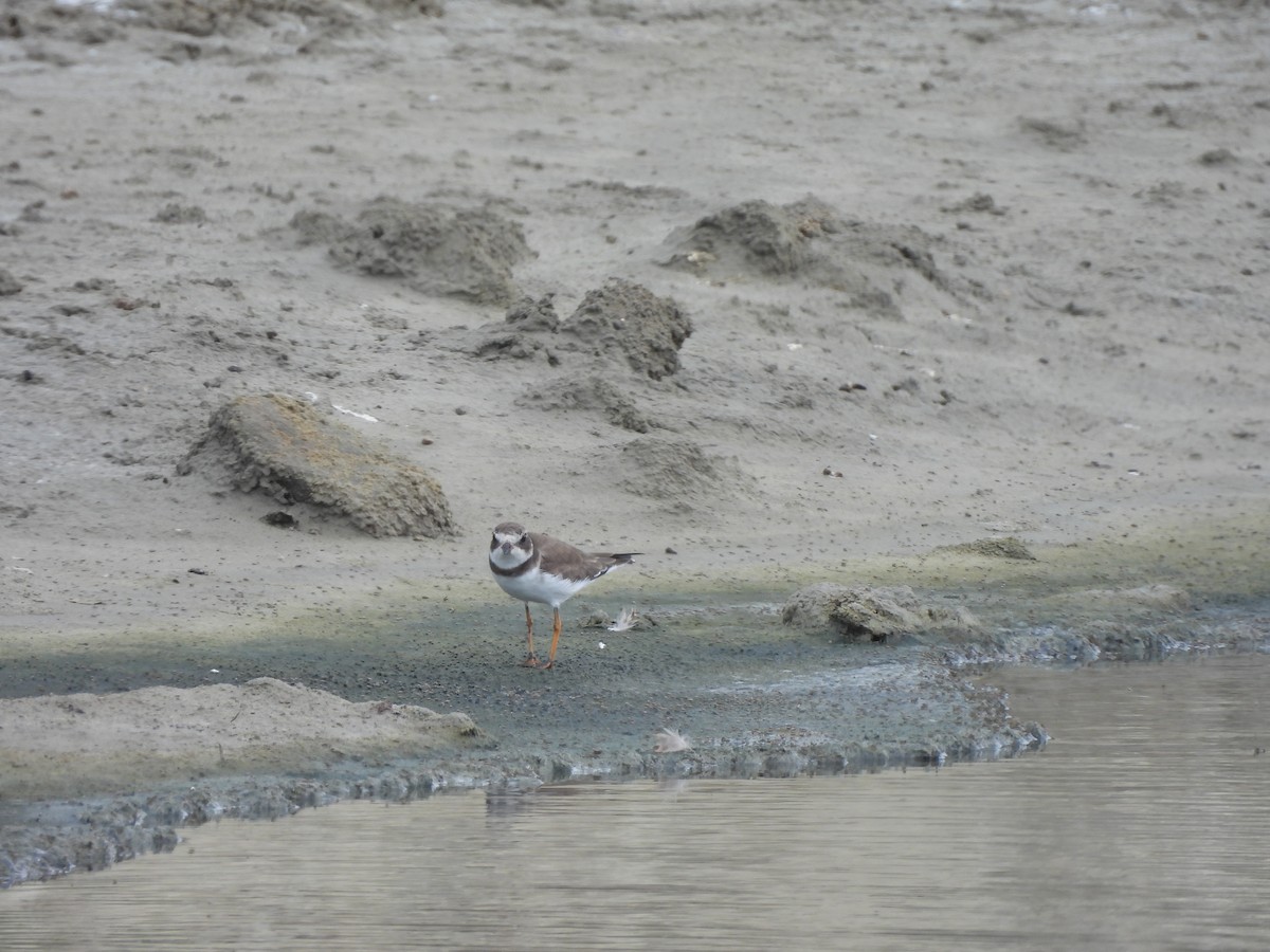 Semipalmated Plover - ML645861451