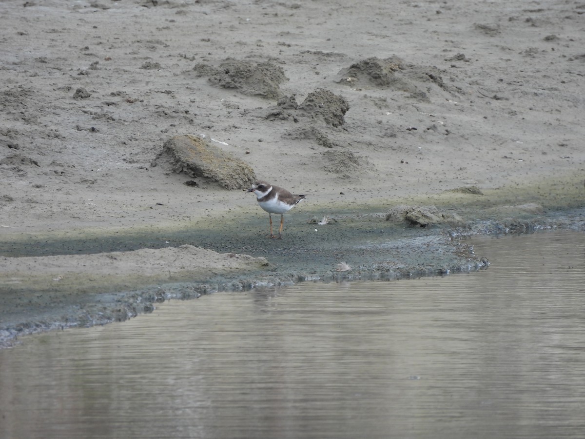 Semipalmated Plover - ML645861452