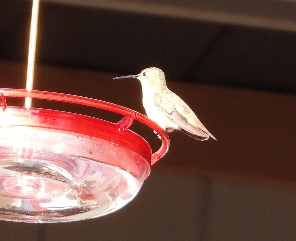 Allen's Hummingbird - ML645861464