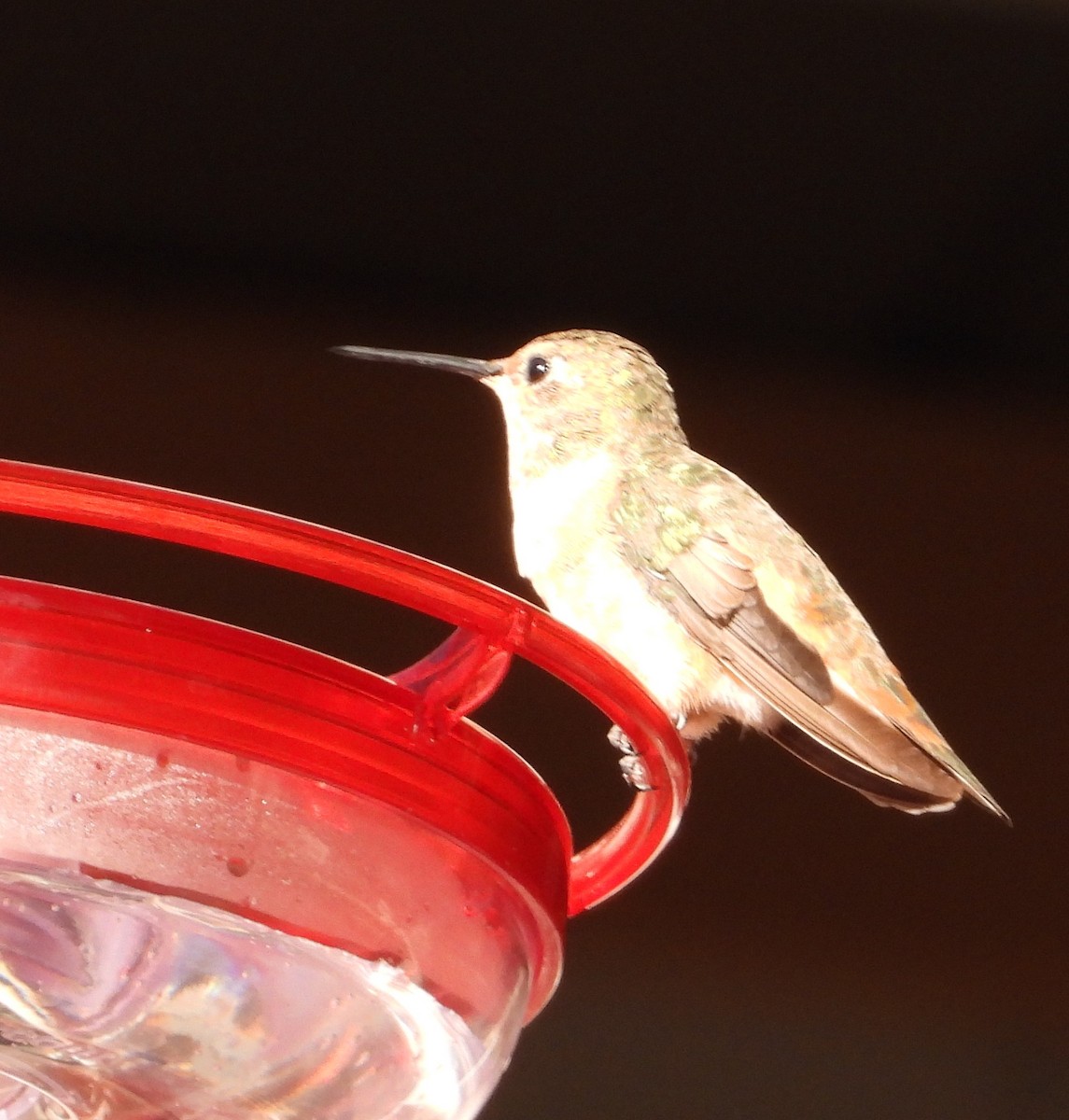 Allen's Hummingbird - ML645861465
