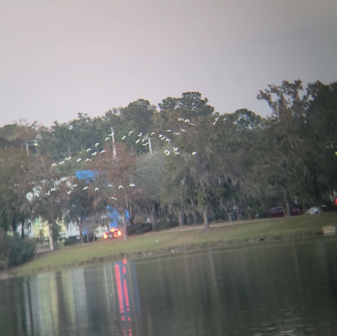 White Ibis - ML645861472