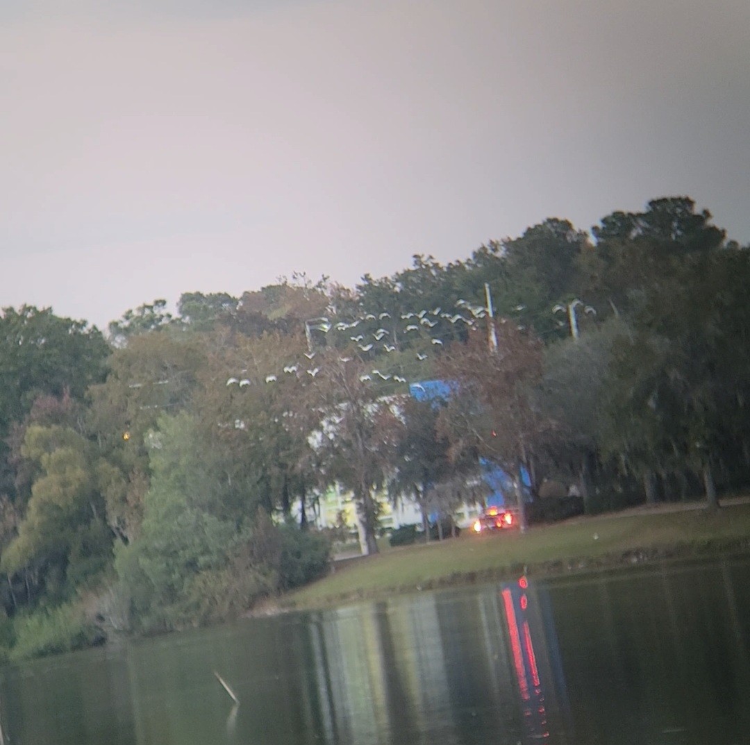 White Ibis - ML645861479