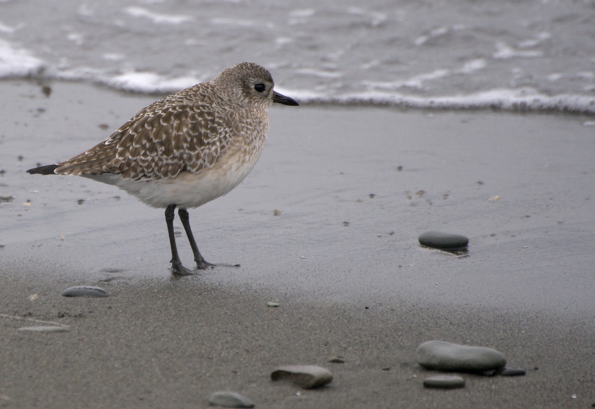 Black-bellied Plover - ML645861488