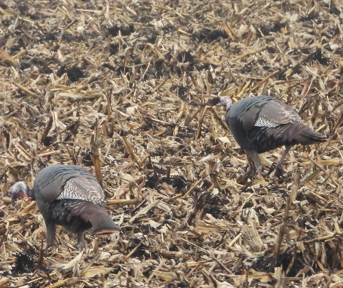 Wild Turkey - ML645861489