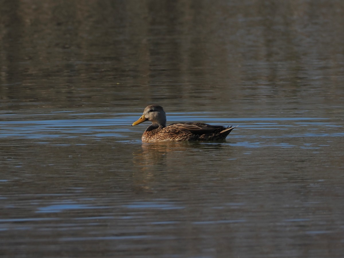 Mallard x Mottled Duck (hybrid) - ML645861490