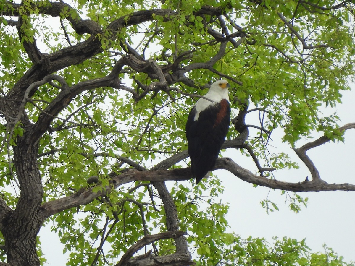 flodørn - ML645861492