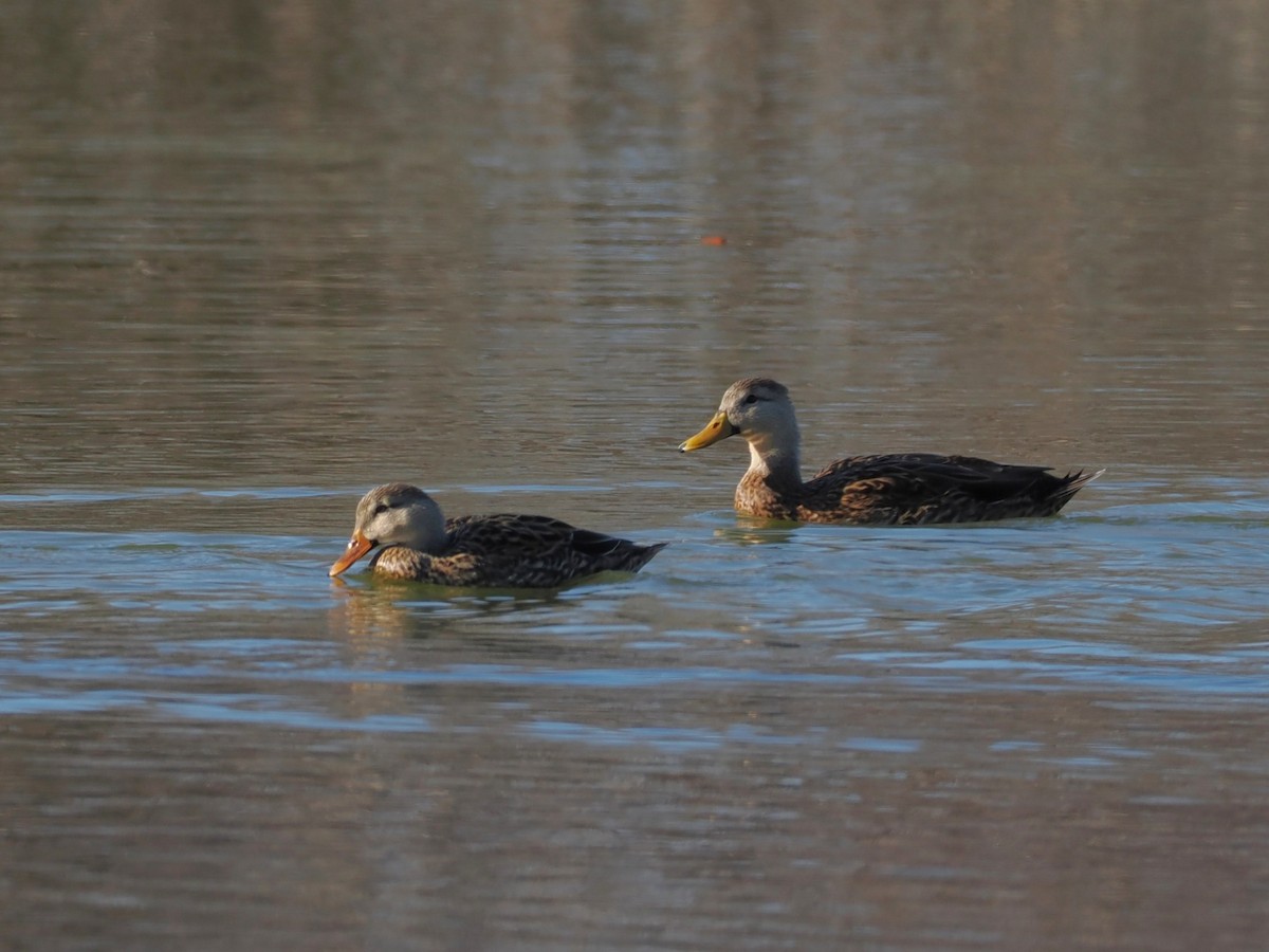 Mallard x Mottled Duck (hybrid) - ML645861502