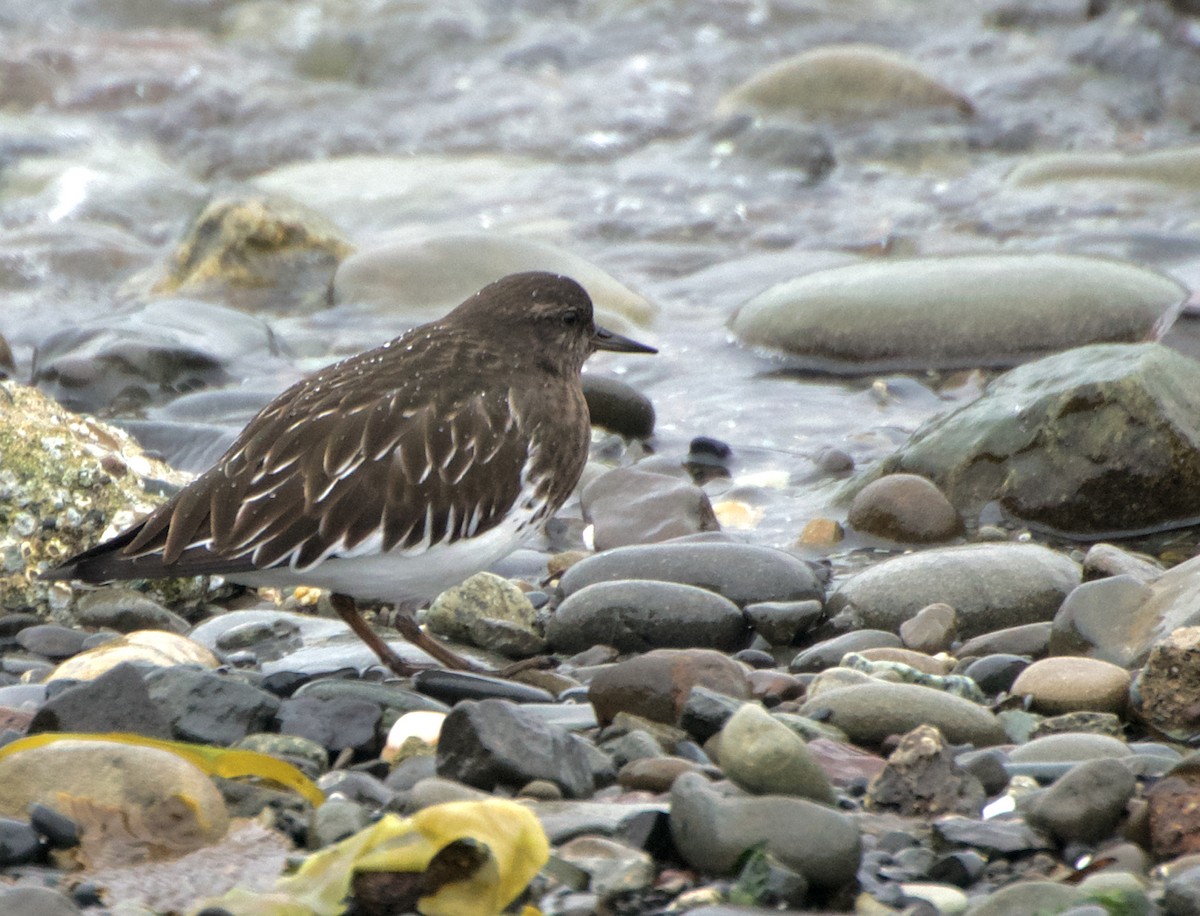 Black Turnstone - ML645861506