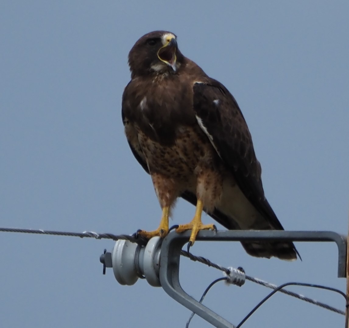 Свенсонов канюк - ML645861513