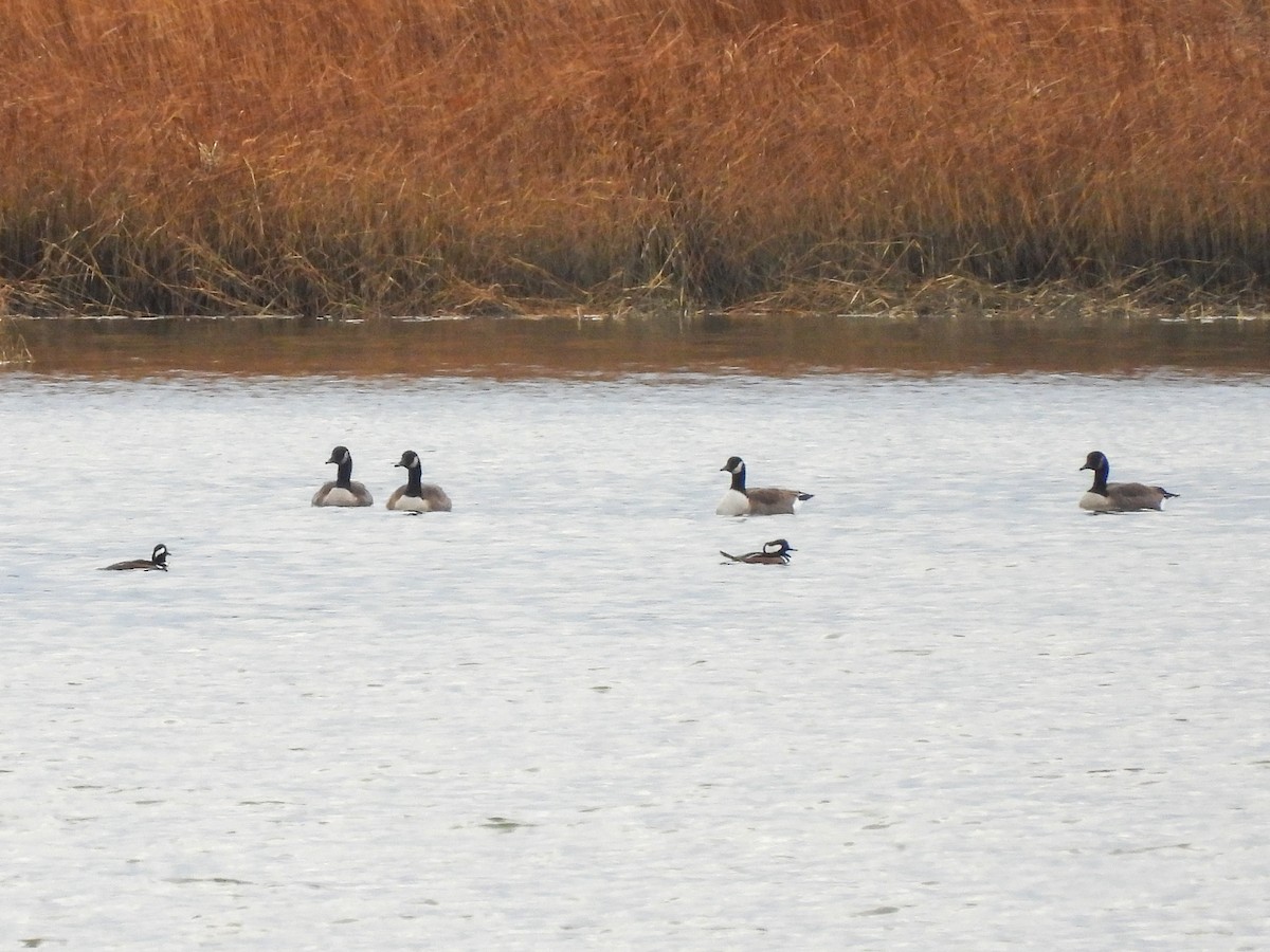 Hooded Merganser - ML645861521