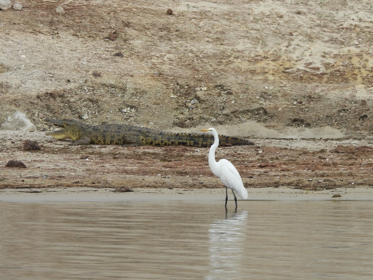 Garceta Grande - ML645861523