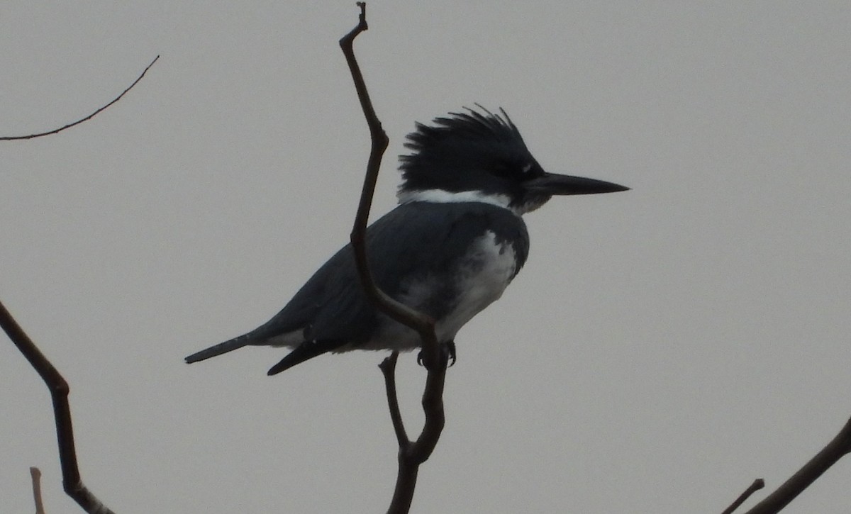 שלדג אמריקני - ML645861525