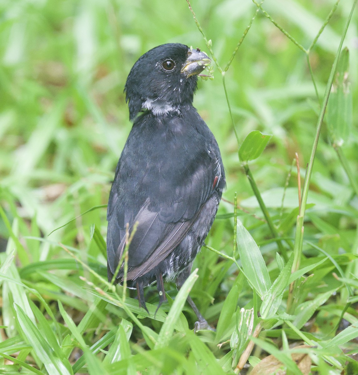 Variable Seedeater - ML645861526