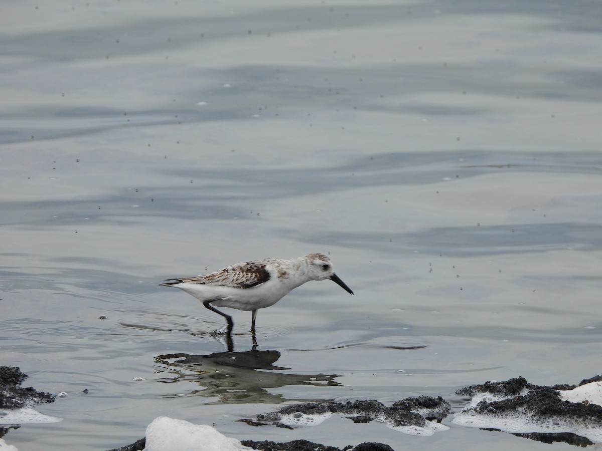 Песчанка - ML645861543