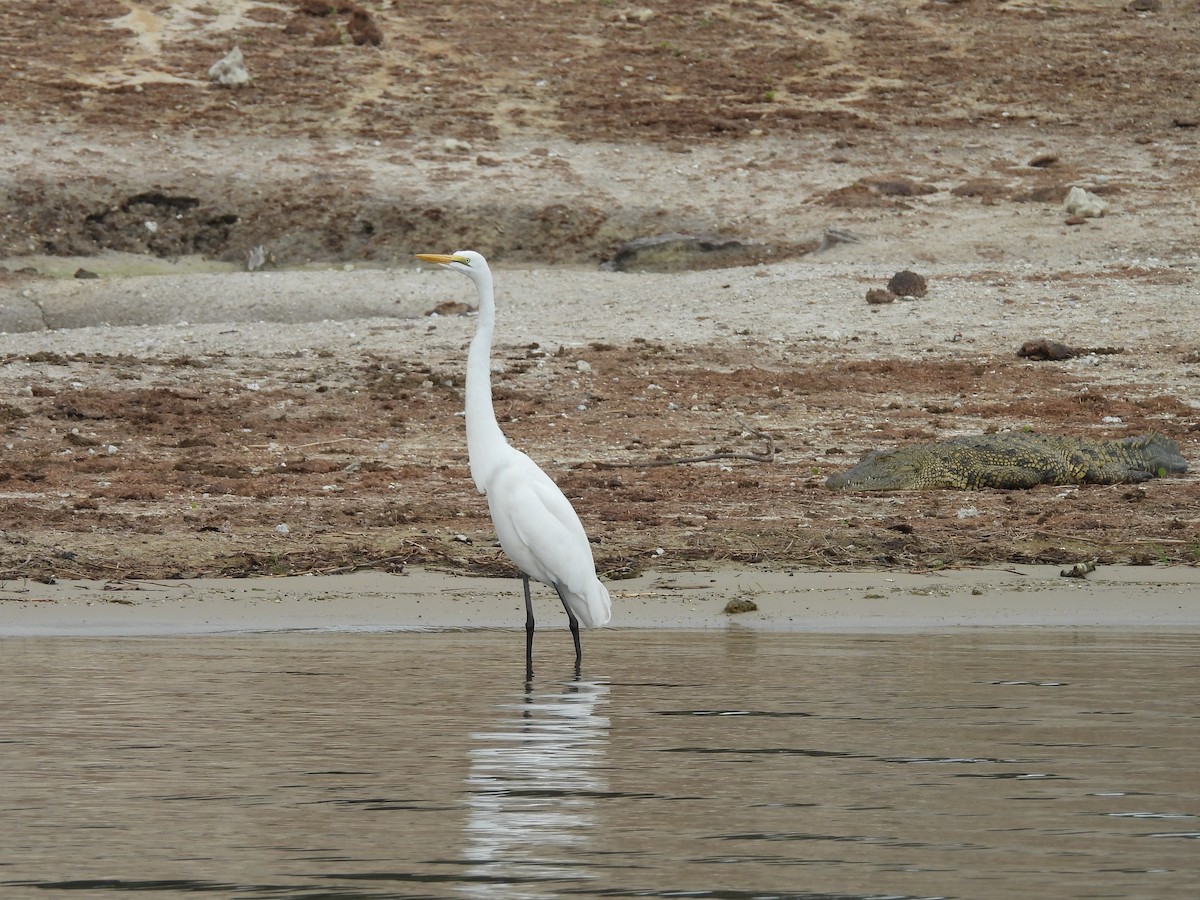 Garceta Grande - ML645861549