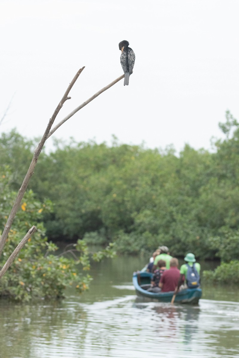 kormorán dlouhoocasý - ML645861550