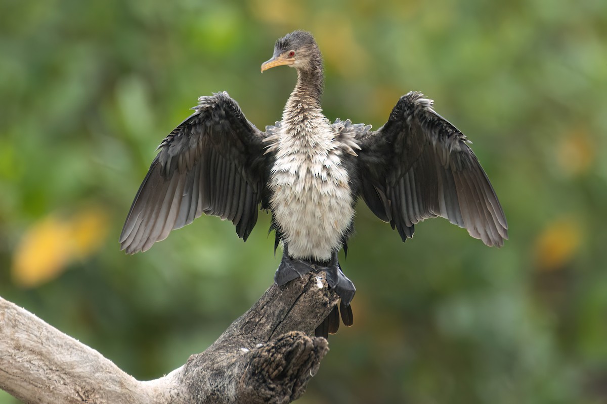 kormorán dlouhoocasý - ML645861551