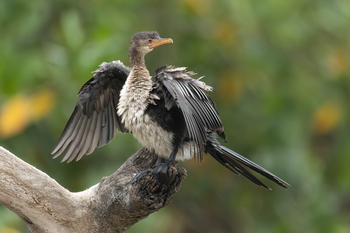 kormorán dlouhoocasý - ML645861552