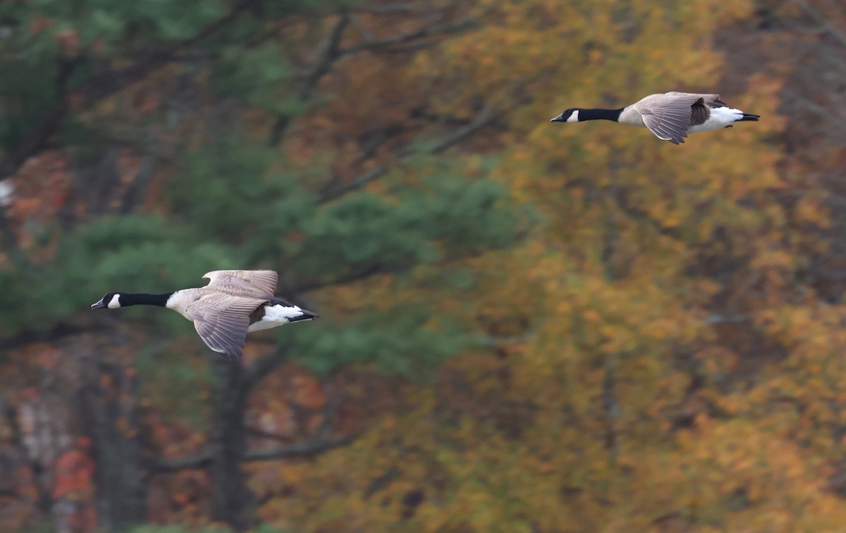 Канад галуу - ML645861554