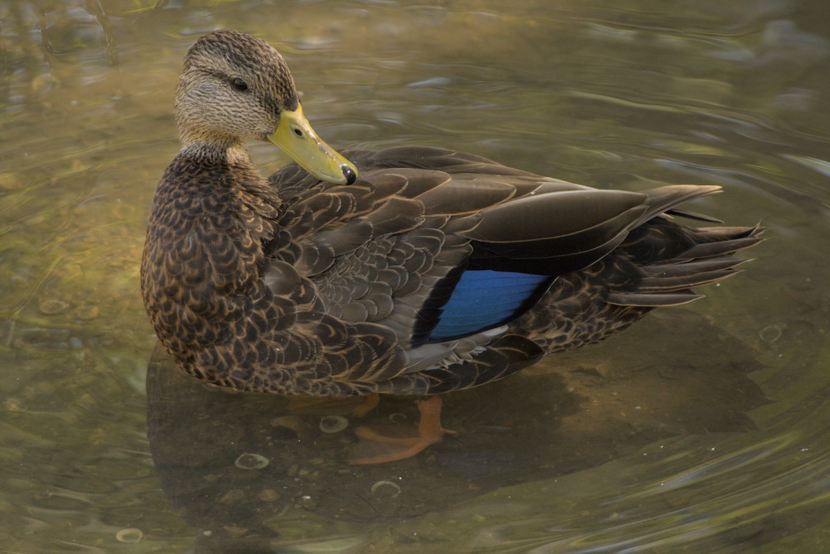 rødfotand - ML645861555