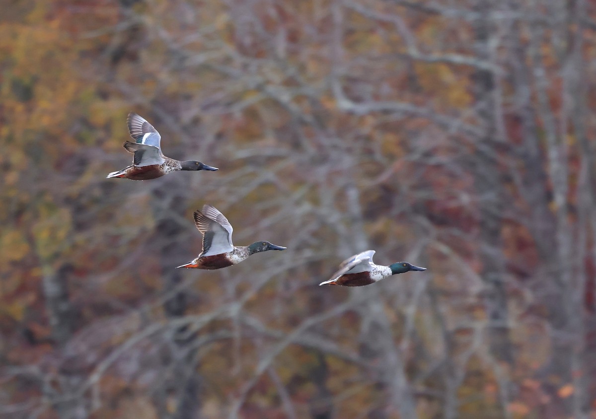 Халбага нугас - ML645861556