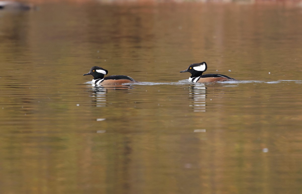 Hooded Merganser - ML645861559