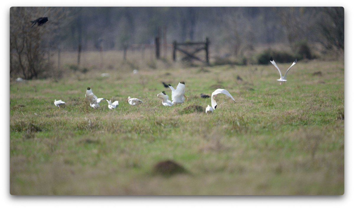 White Ibis - ML645861564