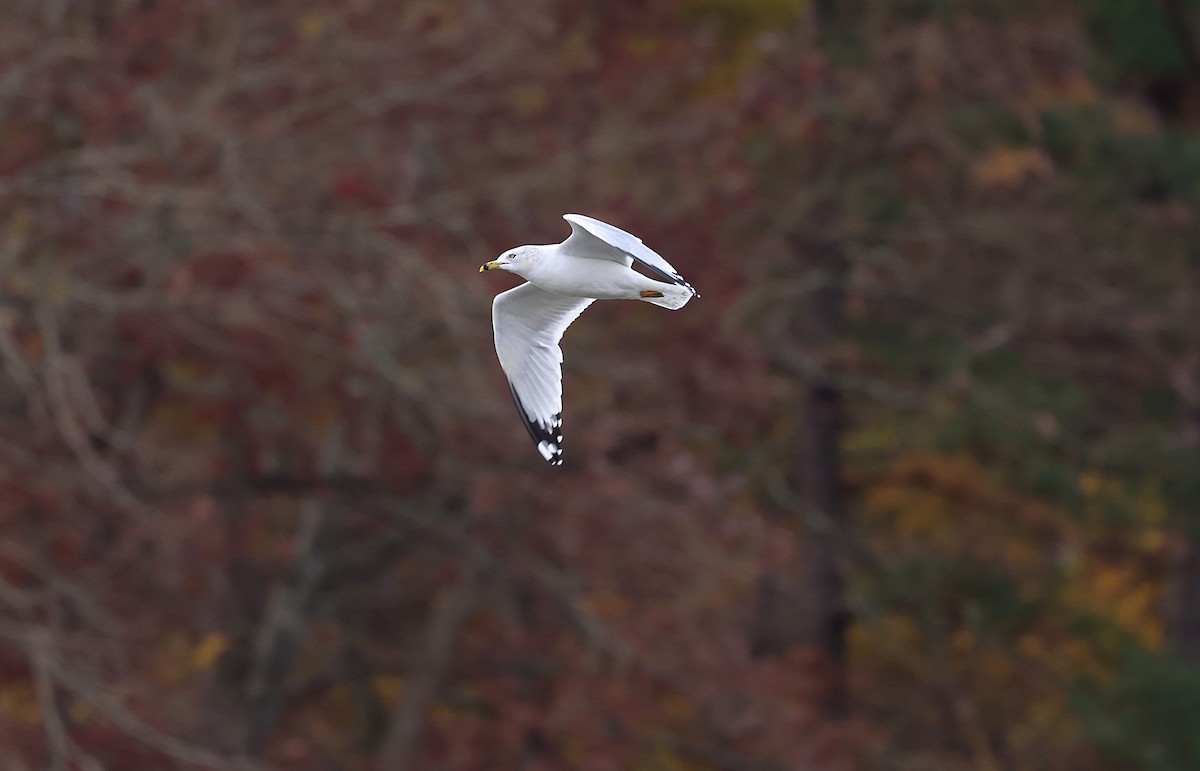 Ring-billed Gull - ML645861568
