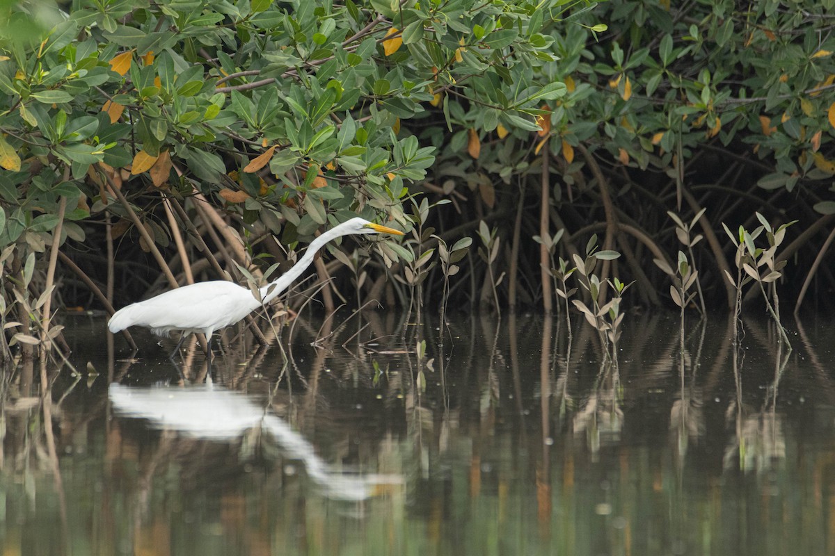 Garceta Grande - ML645861569