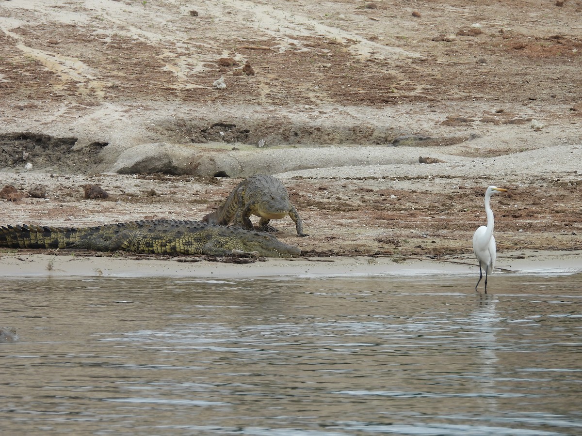 Garceta Grande - ML645861570