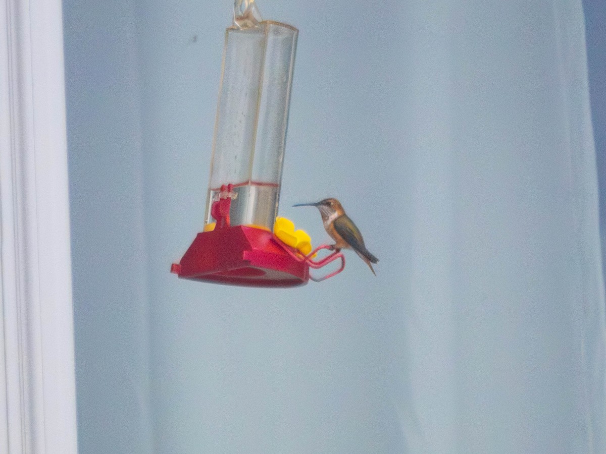 Rufous Hummingbird - ML645861578