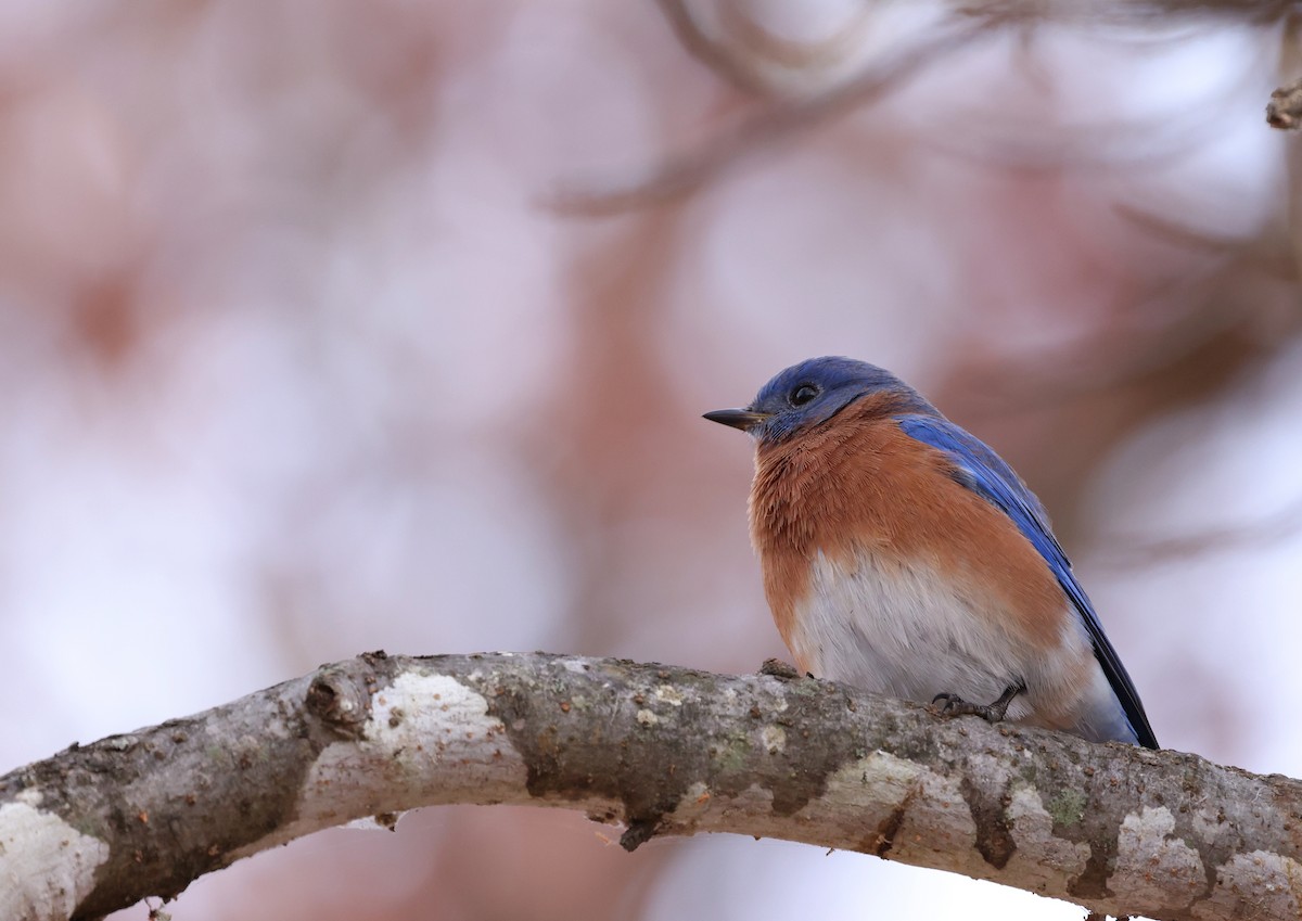 Eastern Bluebird - ML645861579