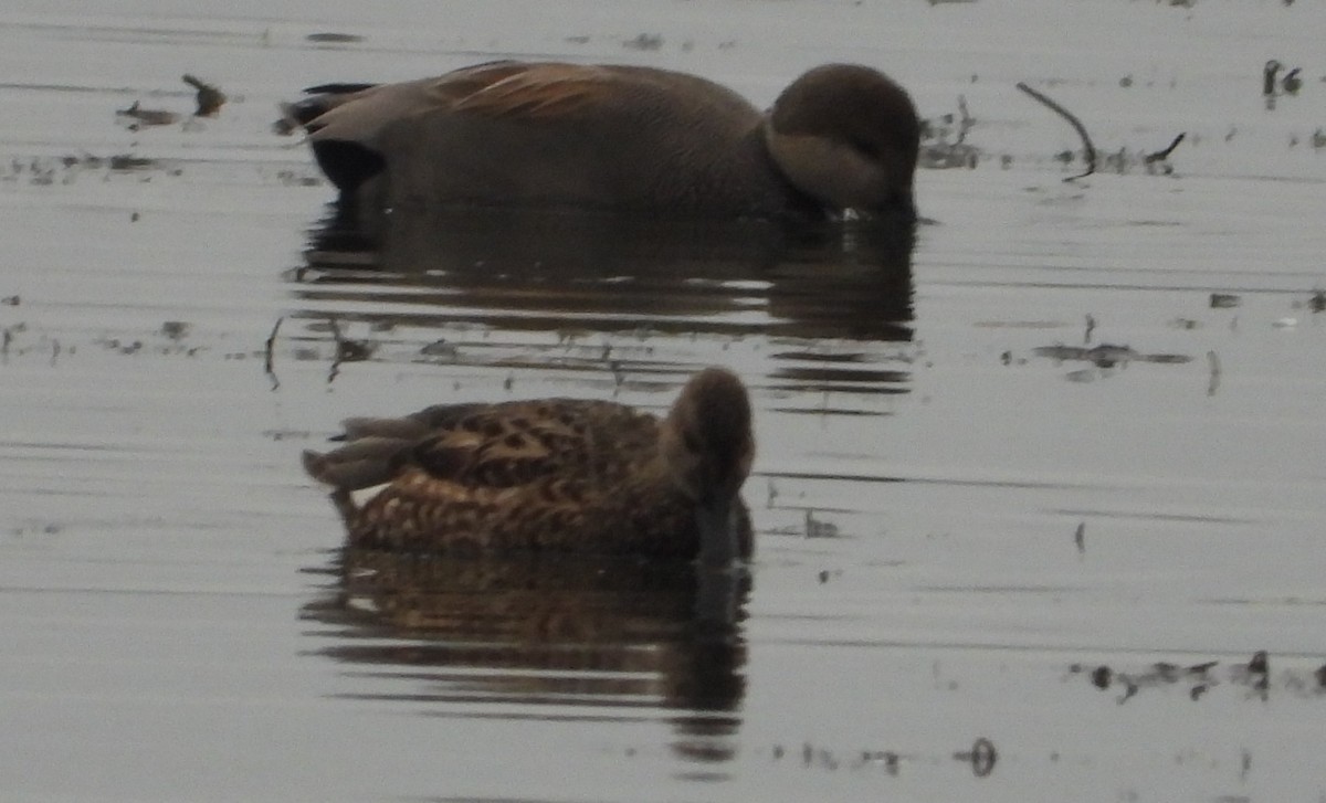 Boz Ördek - ML645861585