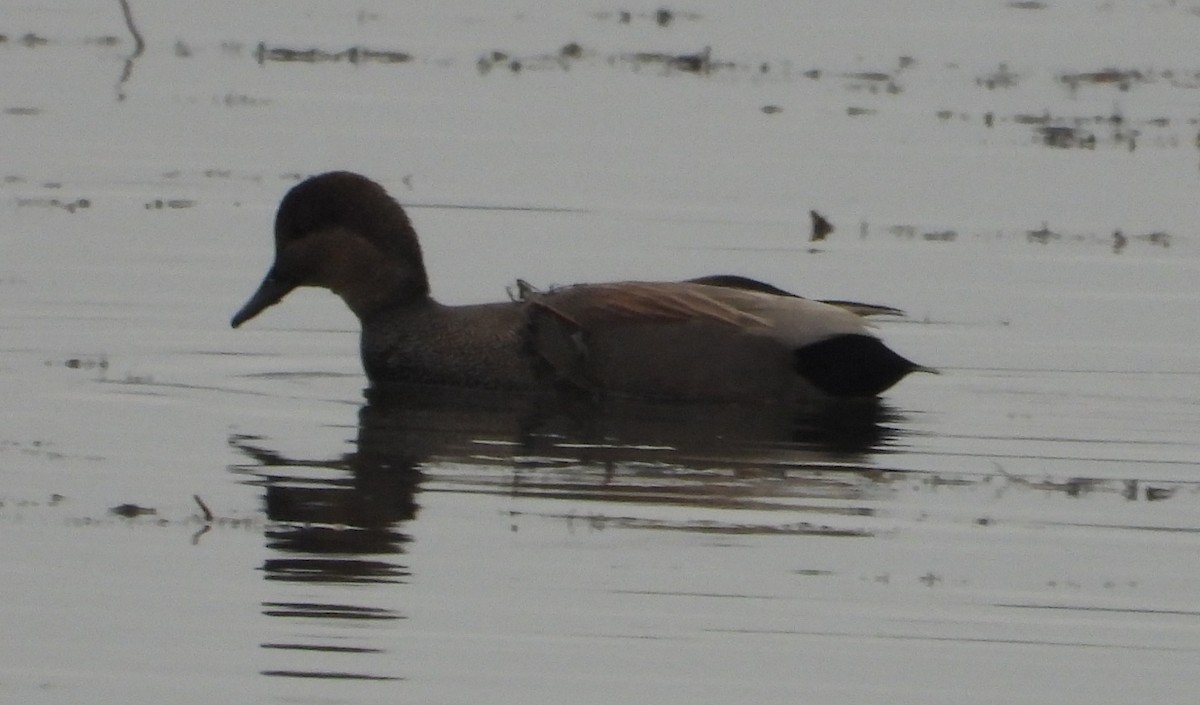 Boz Ördek - ML645861586