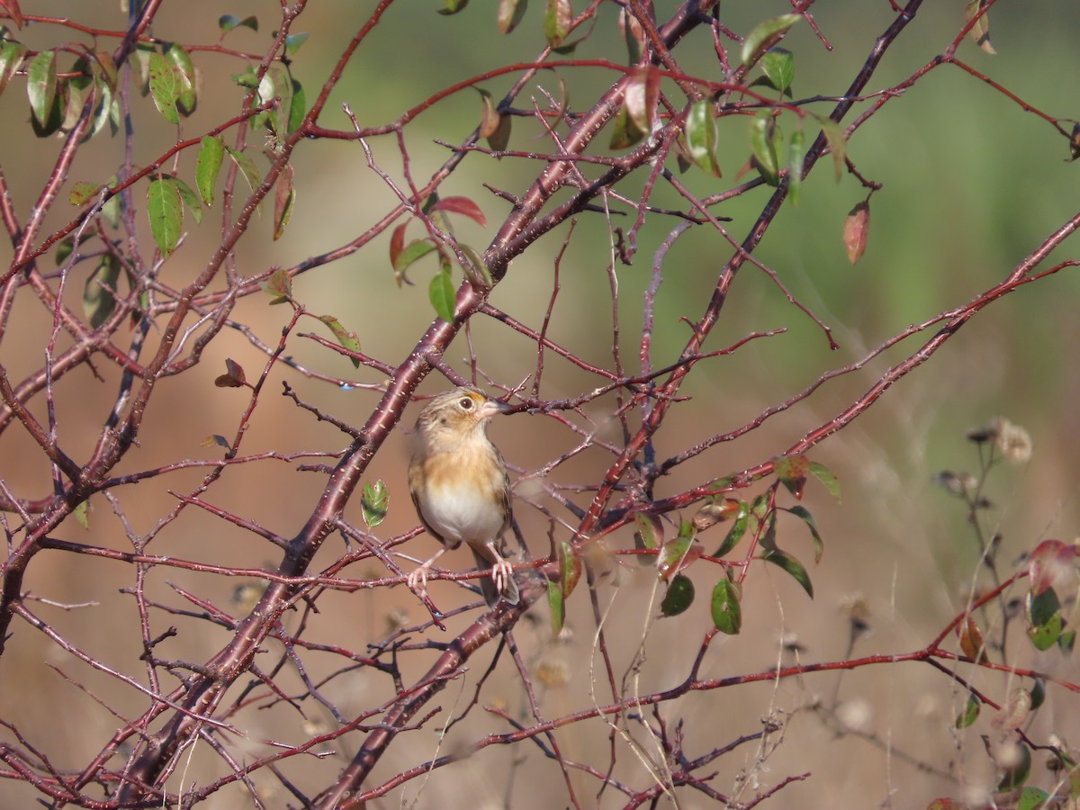 Grasshopper Sparrow - ML645861604