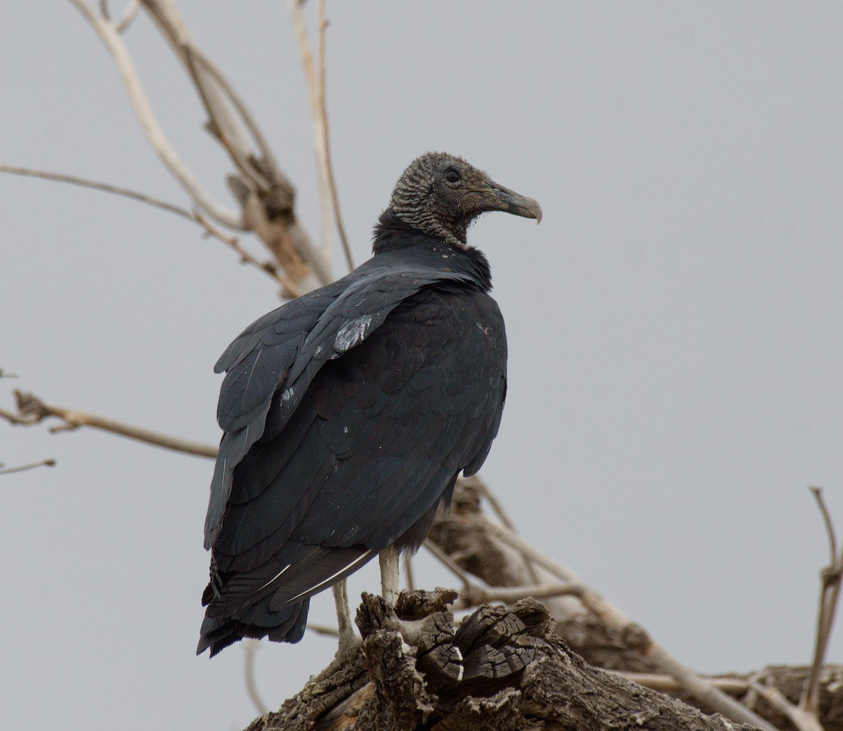 Black Vulture - ML645861606