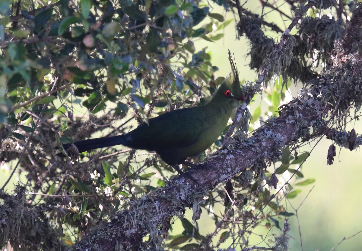 Schalow's Turaco - ML645861625