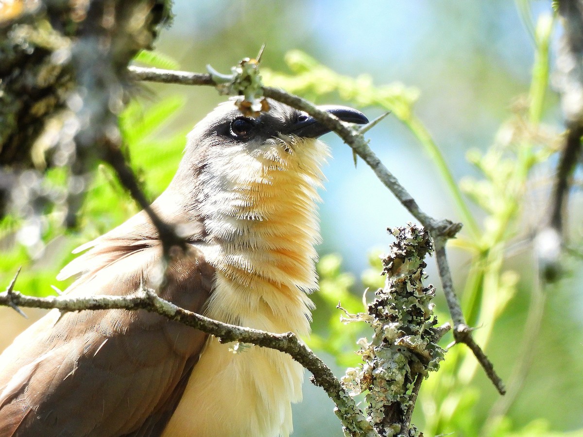 Галапагосская пиайя - ML645861648