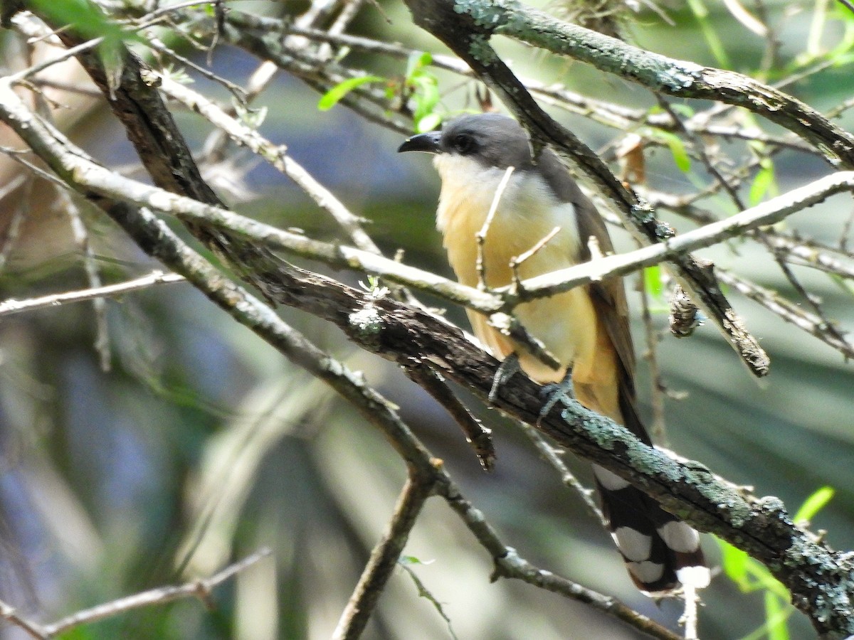 Галапагосская пиайя - ML645861649