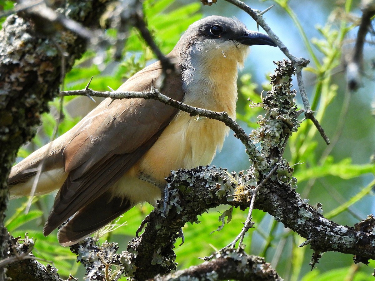 Галапагосская пиайя - ML645861651