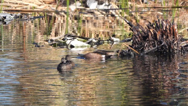 Blue-winged Teal - ML645861653