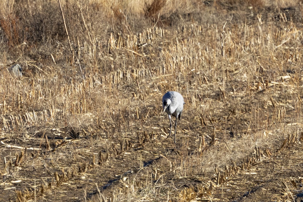 Common Crane - ML645861654